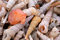 Free Shell And Snail On The Beach Royalty Free Stock Photos - 2234958