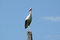 Free Stork On A Column Royalty Free Stock Image - 2238626