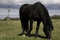 Free A Stallion Royalty Free Stock Photos - 2239318