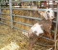 Free Cute Baby Lamb Stock Image - 2240631