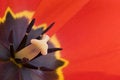 Free Inside Tulip Royalty Free Stock Photography - 2240997
