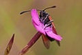 Free Six-spot Burnet Stock Images - 2244354