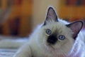 Free White Cat Royalty Free Stock Photography - 2244427