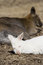 Free The Red Necked Wallaby Stock Photo - 2243090