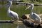 Free Two Pelicans In Nature Royalty Free Stock Photography - 2243377