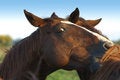 Free Horse Play Royalty Free Stock Images - 2255619