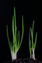 Free Onion Shoot Royalty Free Stock Photography - 2256397