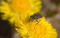 Free Pollen Royalty Free Stock Photo - 2257445