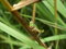 Free Grasshopper Stock Photo - 2250600