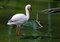 Free Flamingo In The Water Royalty Free Stock Images - 2257999