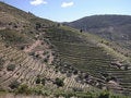 Free Mountain Vineyard Royalty Free Stock Photo - 2260175