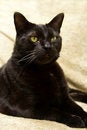 Free Black Cat, Evil Like Look Royalty Free Stock Photography - 2260987