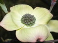 Free Cronus Blossom Stock Photography - 2265212