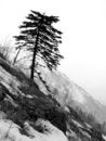 Free Alone Tree Stock Photography - 2266312