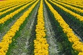 Free Endless Yellow Tulips Stock Photo - 2266510