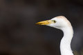 Free Egret Stock Photos - 2266943