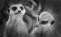 Free Two Meerkats Standing Stock Images - 2269084