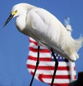 Free American Egret Stock Image - 2269201
