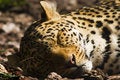 Free Sleeping Leopard Royalty Free Stock Photos - 2271708