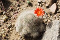 Free Blooming Cactus Royalty Free Stock Images - 2272539