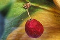 Free Red  Berry Royalty Free Stock Photo - 2275245