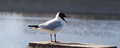 Free Seagull Scream Beak Open Wide Stock Photos - 2278893