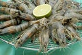 Free Raw Jumbo Shrimp Stock Photo - 2279900