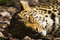 Free Sleeping Leopard Royalty Free Stock Photos - 2271708