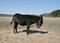 Free Donkey Royalty Free Stock Photography - 2273387