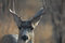 Free Mule Deer Buck Stock Photo - 2273500
