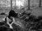 Free Dog In Forest Royalty Free Stock Photos - 2276418