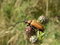 Free Beetle Royalty Free Stock Photos - 2276538