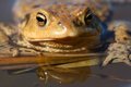 Free Looking Frog Royalty Free Stock Photos - 2281828