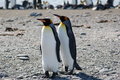Free Two King Penguins Stock Image - 2282611