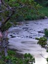 Free River Rapids Under Branches Stock Images - 2283454
