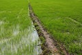 Free Young Paddy In The Countryside Royalty Free Stock Photography - 2283827