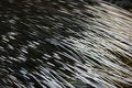 Free Details Of An Hystrix Cristata Royalty Free Stock Photography - 2284207