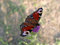 Free The Beautiful Butterfly Stock Photography - 2280562
