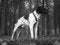 Free Dog In Forest Royalty Free Stock Photography - 2281917
