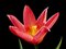 Free Red And Yellow Tulip Stock Photo - 2285950