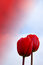 Free Enhanced Red Tulips Stock Photo - 2287140