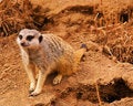Free Meerkat Royalty Free Stock Photo - 2291005