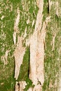 Free Background An Old Wall Royalty Free Stock Image - 2291266