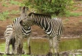 Free Stolen Kiss Stock Image - 2291681