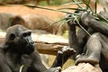 Free Ape Eating Royalty Free Stock Photos - 2292158