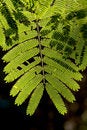 Free Leaf In Backlight Stock Images - 2292964