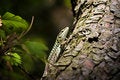 Free The Lizard Royalty Free Stock Photos - 2293168
