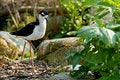 Free Black-necked Stilt Royalty Free Stock Photo - 2294665
