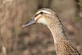 Free Plain Wood Duck Stock Photography - 2297322