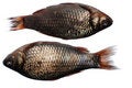 Free Two Crucian Fish Royalty Free Stock Image - 2297986